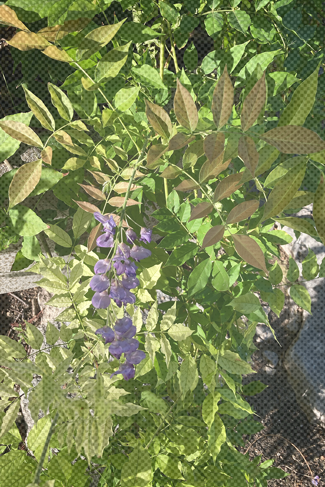 A picture of Wisteria